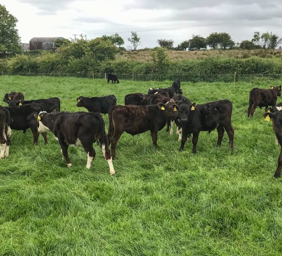 New series to focus on calf-to-beef management advice