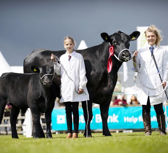 An Aberdeen Angus perspective on significance of Balmoral Show