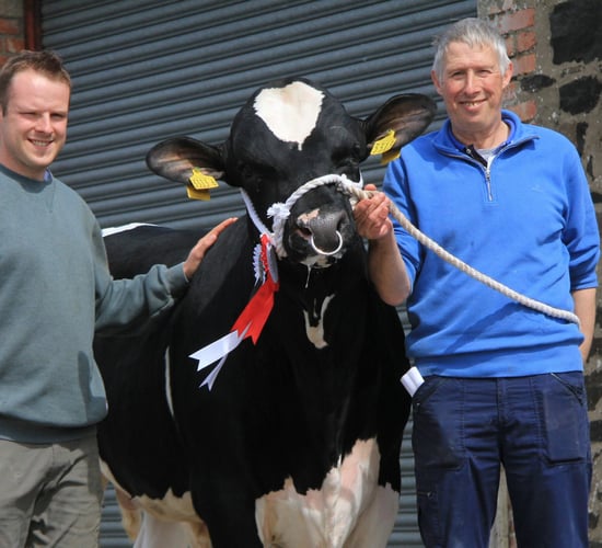 Holstein bull sells for 9,000gns at Kilrea Mart