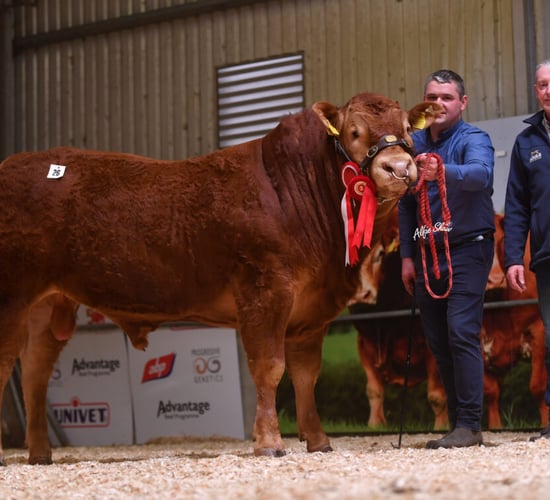 €10,000 for Roscommon-bred bull at Limousin sale