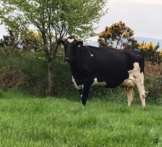 Carnew Mart to host dairy production sale with a twist