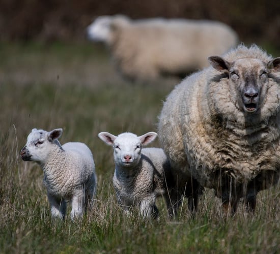 Farmers to be on 'high alert' for worms in lambs