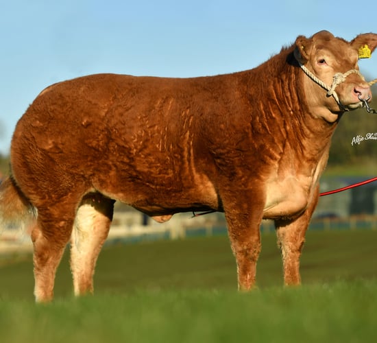 Commercial heifer hits record £23,000 at Jalex on-farm sale