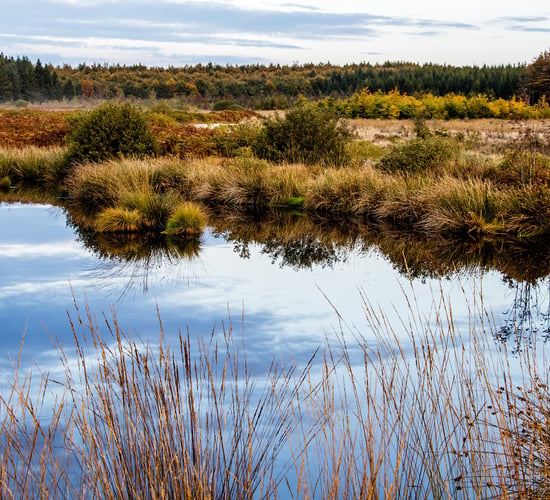 Dáil debate demanded on EU Nature Restoration Law