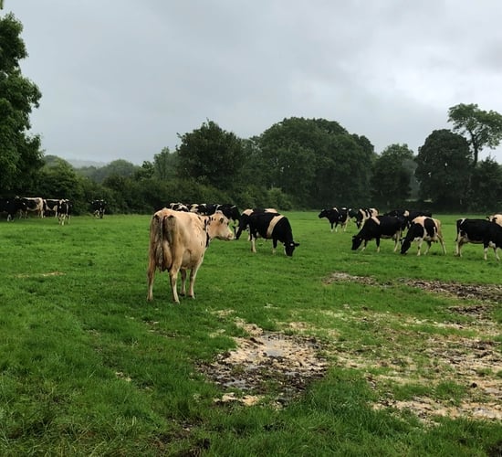 OEP confirms DAERA failed to comply with law over ammonia advice