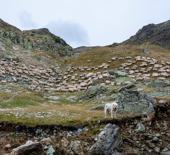 DAFM: Campaign to tackle dog 'aggression' and sheep attacks