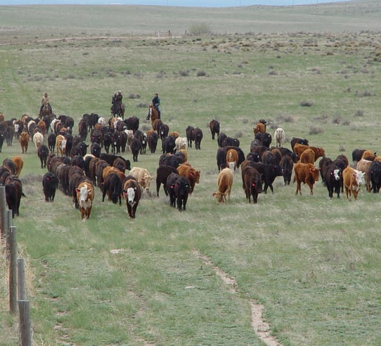 Research: Rotational grazing doesn't work in ranching systems
