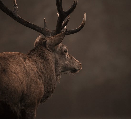 'Everybody wants a sustainable, healthy deer population'