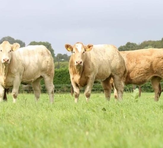 Irish Charolais Cattle Society set to host final spring sale