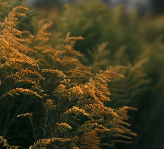 McConalogue: No burning of scrub land in summer