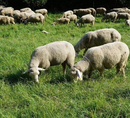 Queen's-AFBI ruminant and poultry projects receive funding