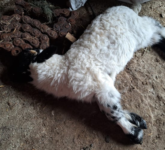Livestock worrying described as 'epidemic of violence'