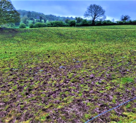 Crop monitoring report: Wet weather hampering Irish crops