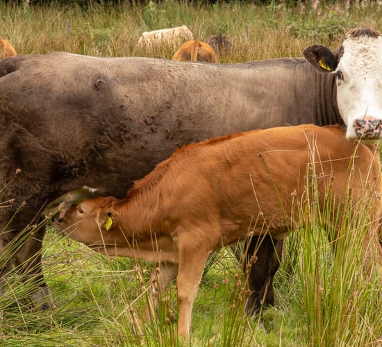Almost 10,000 farmers apply for SCEP as deadline looms