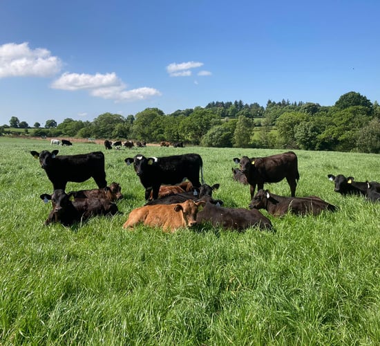 Angus births up 6% in 2022 as other beef-breed births drop