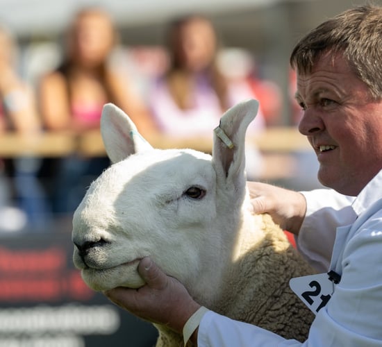 Scottish sheep semen exported to US for first time post-ban