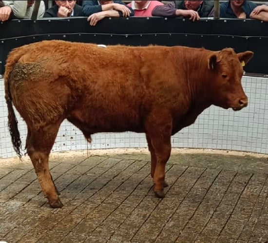 Bullocks over 500kg average €2.83/kg at Ballinrobe Mart