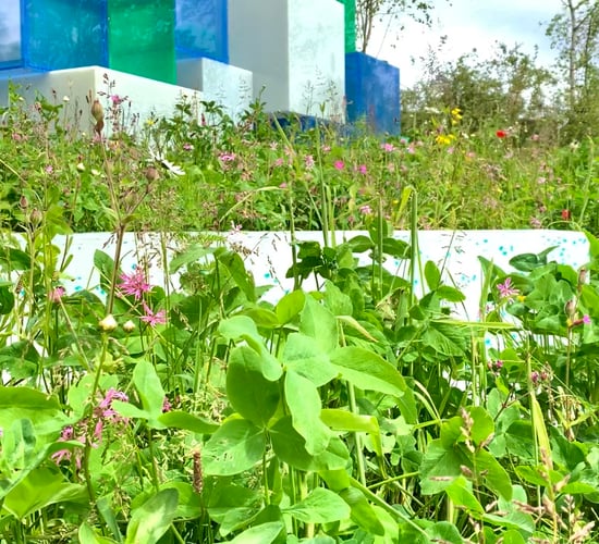 Video: Bloom show garden highlights the role of clover in Irish dairy