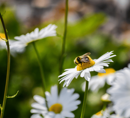 Learning Hub Series: Pollinator-friendly farming