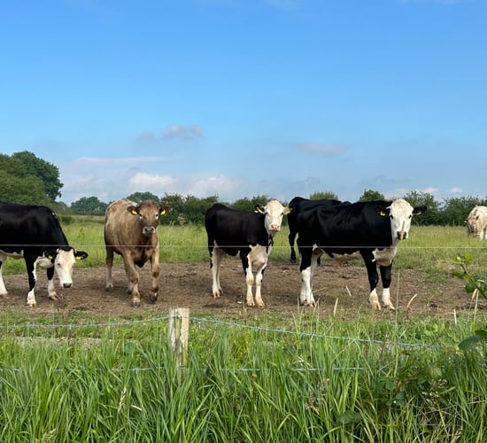 Watch: Eamon Ryan - there will be a reduction in herd numbers