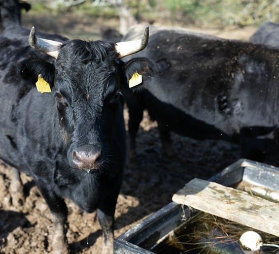 Farm Focus: Organic Dexters, pigs and tillage in Slane