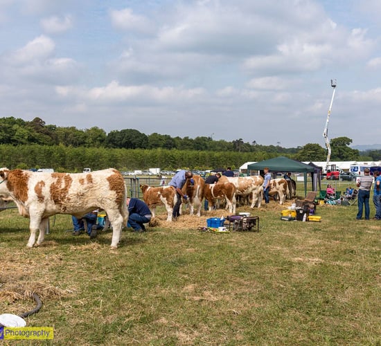 Dundalk Show opens gates with packed programme