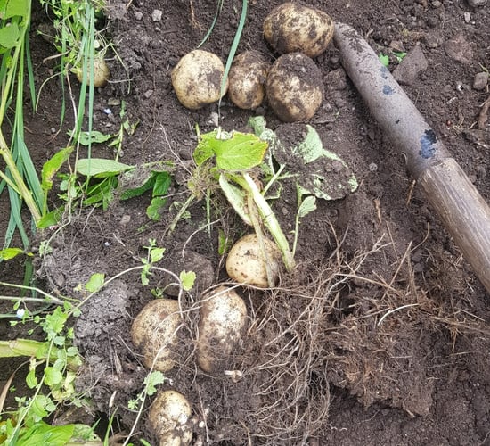 Kerry potato festival celebrates the humble spud