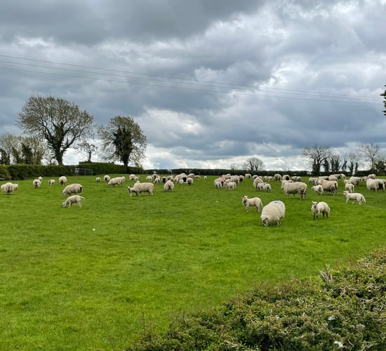 Sheep kill: Hogget supply falls as spring lamb numbers rise