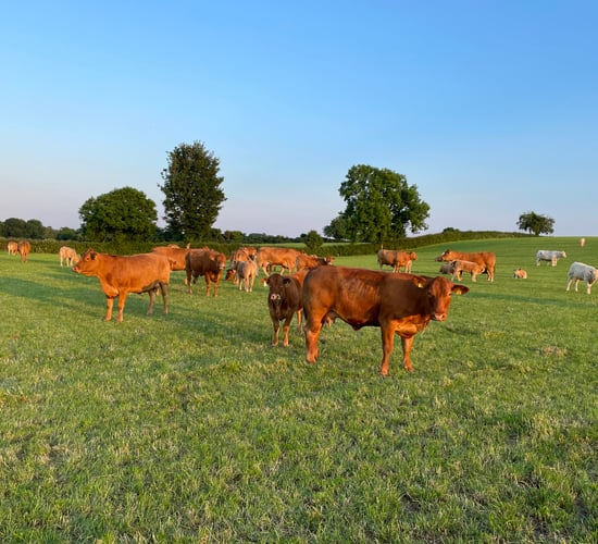 DAFM: New Beef Welfare Scheme to open in July