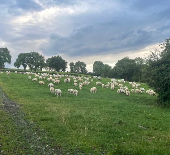 Sheep kill: Lamb/hogget supply rises by 11,843 head in a week