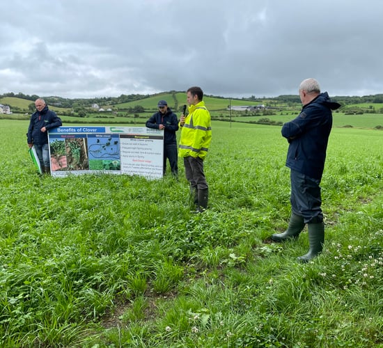 Growing grain and finishing  cattle on clover in Ballybay