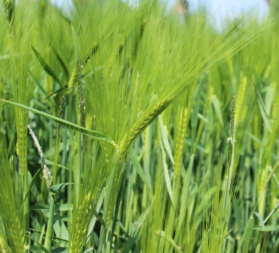 Adding value to native grains must be a priority - IGGG