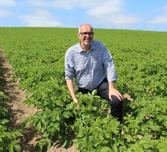 Europe’s potato industry falls victim to extreme weather