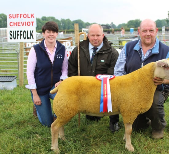 Charollais ewe lamb carries the day at Ballymena Show 2023