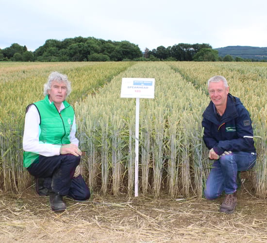 Tillage: Start of 2023 cereal harvest could start in coming days