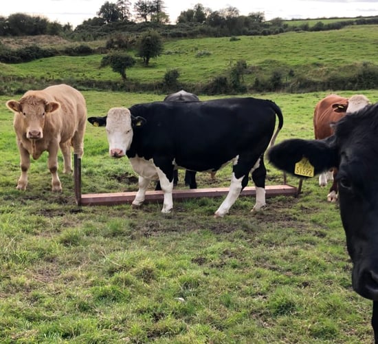 Factory quotes: Beef price slips for all cattle this week