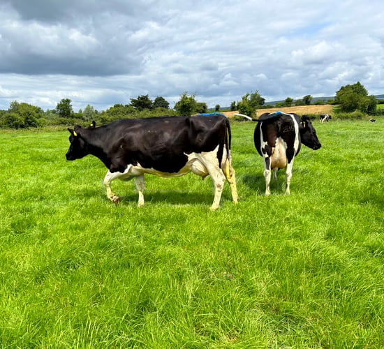 Killuragh herd the star of Pure Friesian Open Day