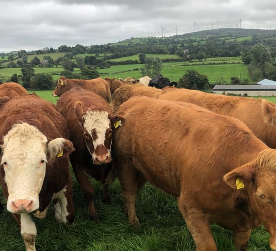 Factory quotes: Cows take biggest price hit as trade slips