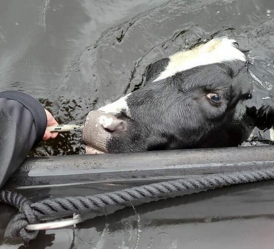 Heifer rescued from Lough Derg by scuba diving club