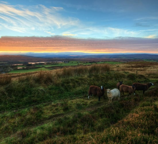 'Risk' remains Nature Restoration Law will be 'watered down' - IWT