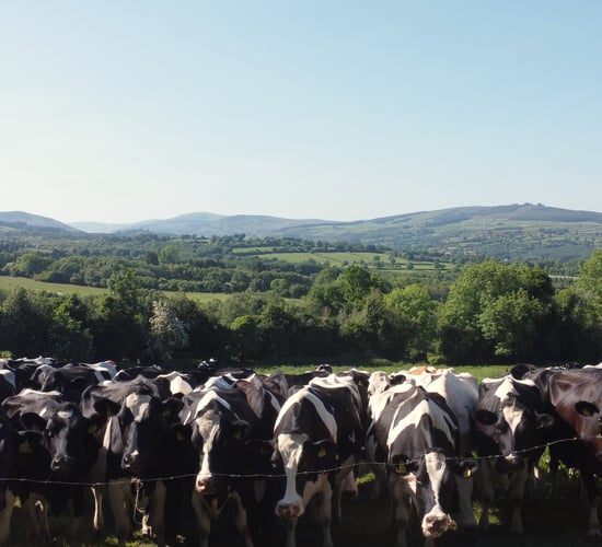 Watch: The reality behind milk price and cost of production