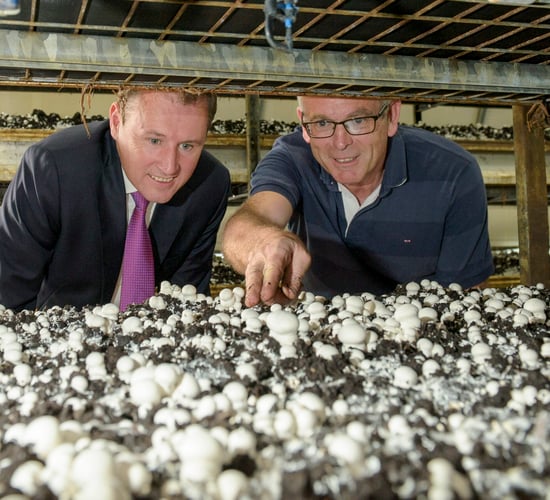 Support package worth over €6m for mushroom sector