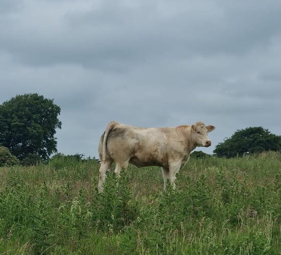 Sixmilebridge weanling sales offering €5,700 prize money
