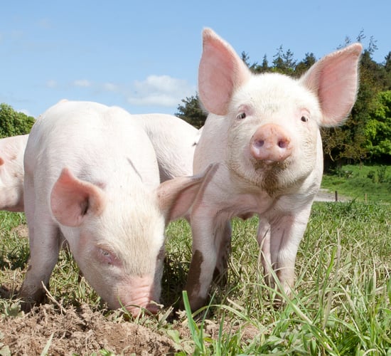 Study: EU livestock density limits would mostly affect pig sector