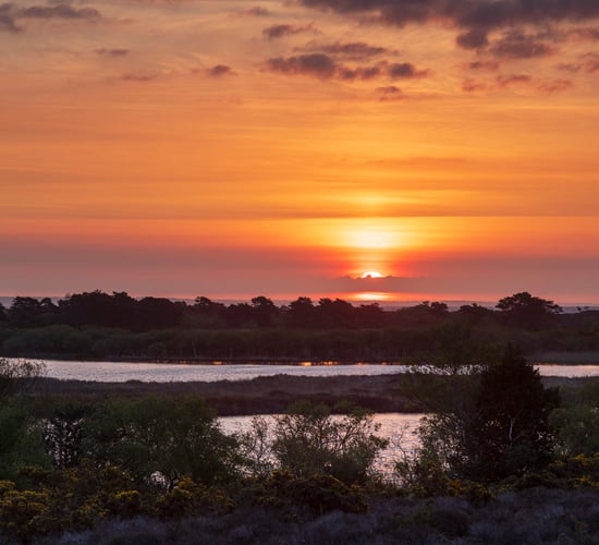 Livestock added to UK’s first-ever ‘super’ National Nature Reserve