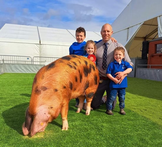 Focus: Pedigree pork on a Co. Down farm
