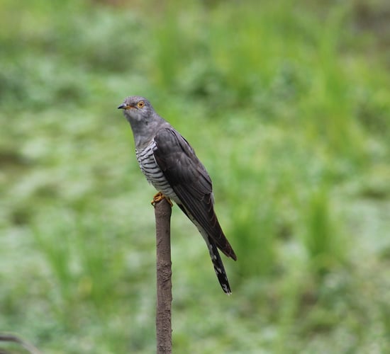 Irish cuckoos to be tracked with satellite tags