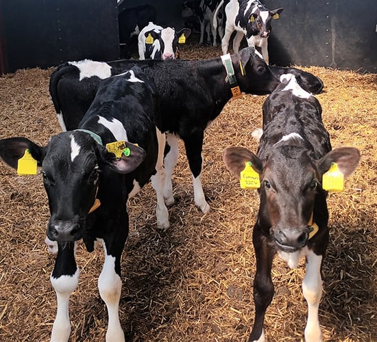 Genetic selection and fertility management on Antrim demo farm