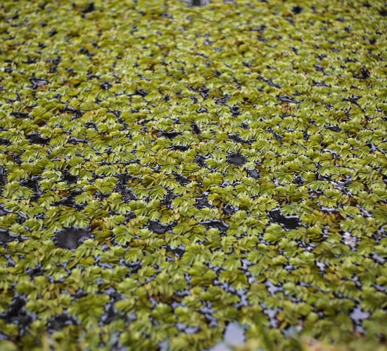 Researcher lauds potential economic benefits of duckweed for Ireland