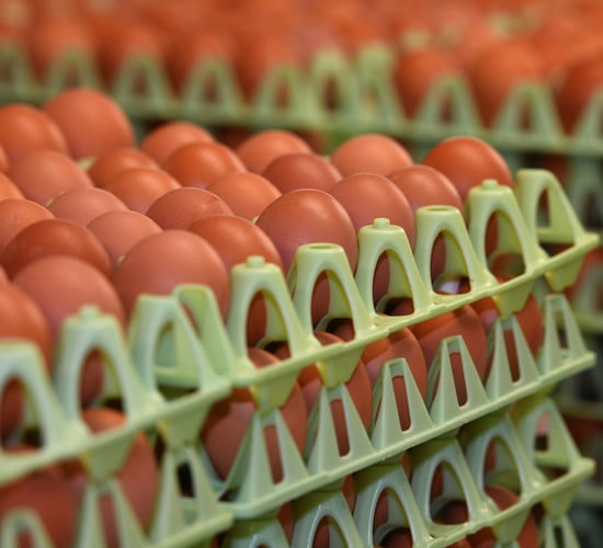 Eggs-pensive: EU egg prices up 17.3% on last year
